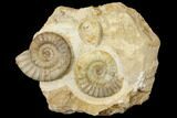 Plate with Ammonite (Acanthopleuroeras) Fossils - Dorset, England #129419-1